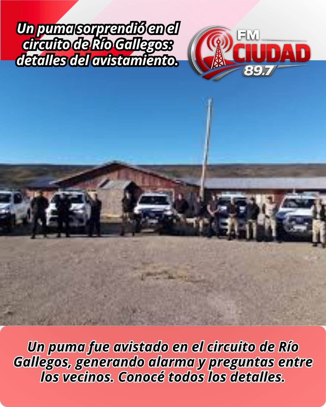 Un puma sorprendió en el circuito de Río Gallegos: detalles del avistamiento.