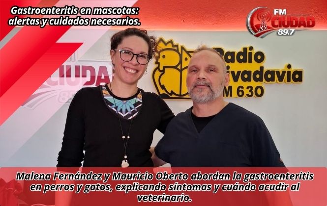 Gastroenteritis en mascotas: alertas y cuidados necesarios.