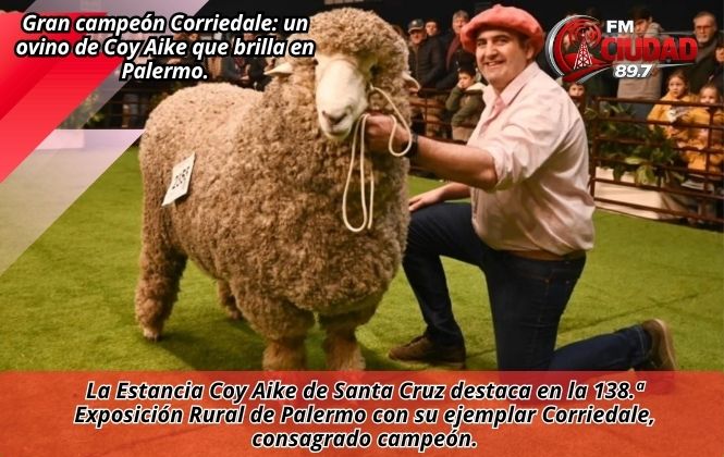 Gran campeón Corriedale: un ovino de Coy Aike que brilla en Palermo.