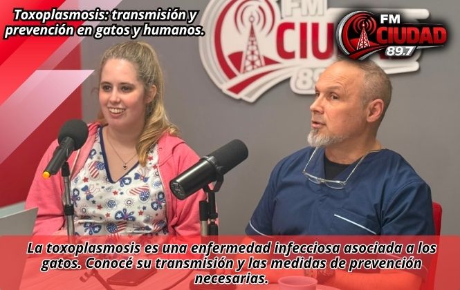 Toxoplasmosis: transmisión y prevención en gatos y humanos.