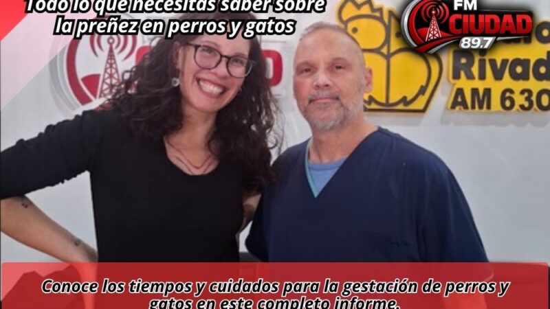 Todo lo que necesitas saber sobre la preñez en perros y gatos