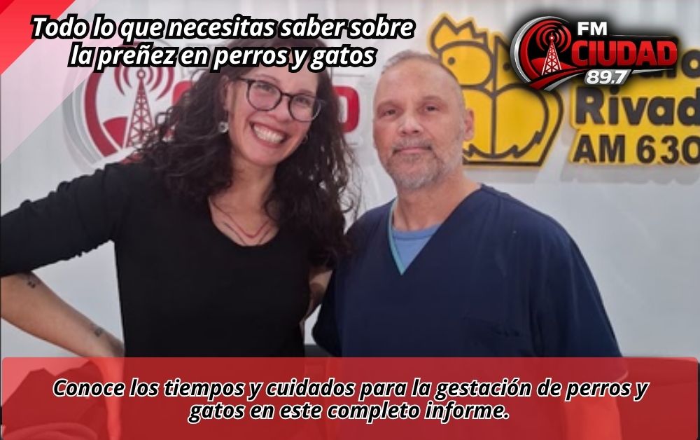 Todo lo que necesitas saber sobre la preñez en perros y gatos